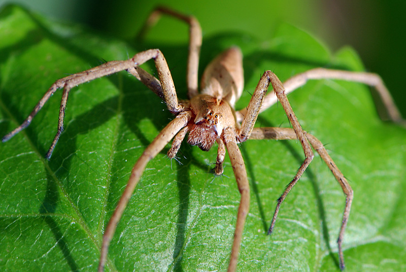 Pisaura cf. mirabilis
